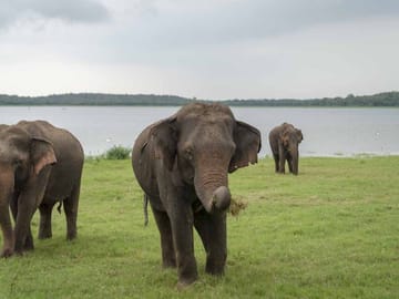 Polonnaruwa and Sigiriya One Day Cultural Tour in Sri Lanka