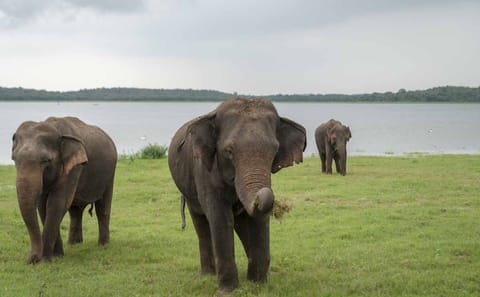 Polonnaruwa and Sigiriya One Day Cultural Tour in Sri Lanka