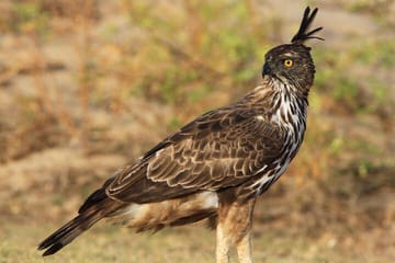 Luxury Safari Camping in Yala