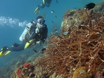 Hurghada Professional Diving Trip – Certified Divers Only