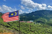 Cameron Highlands with Lunch Guided Day Tour (SIC/Shared Tour) 5