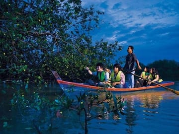 Langkawi Mangrove Night Safari with BBQ Dinner