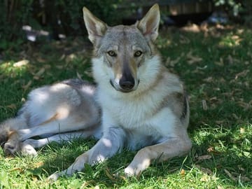 Yamnuska Wolfdog Sanctuary and Calgary City Day Tour