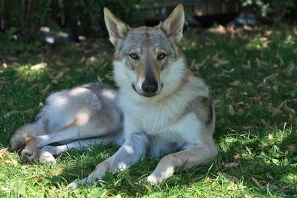 Yamnuska Wolfdog Sanctuary and Calgary City tour