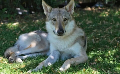 Yamnuska Wolfdog Sanctuary and Calgary City Day Tour