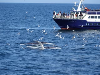 Reykjavík Bay Arctic Rose Whale Watching Excursion, photo 15