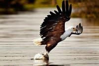 "Nature's master angler in action