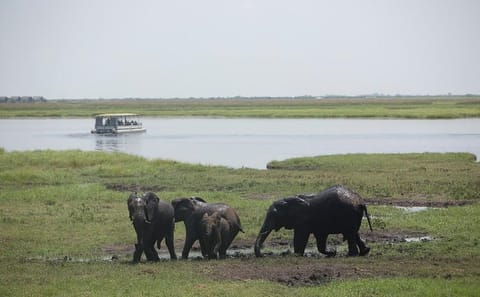 Chobe National Park half-day adventure from Victoria Falls