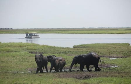 Chobe National Park half-day adventure from Victoria Falls
