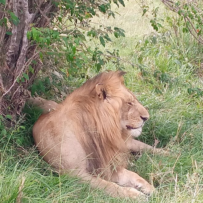 CLASSIC 6 DAYS 5 NIGHTS AMBOSELI NAKURU MAASAI MARA SAFARI 10
