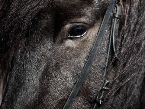 1 Hour Private Horseback Riding - Join us for an unforgettable adventure, where you can connect with these magnificent animals., photo 2