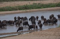 Hluhluwe Imfolozi  Safari Day Tour (7) 6