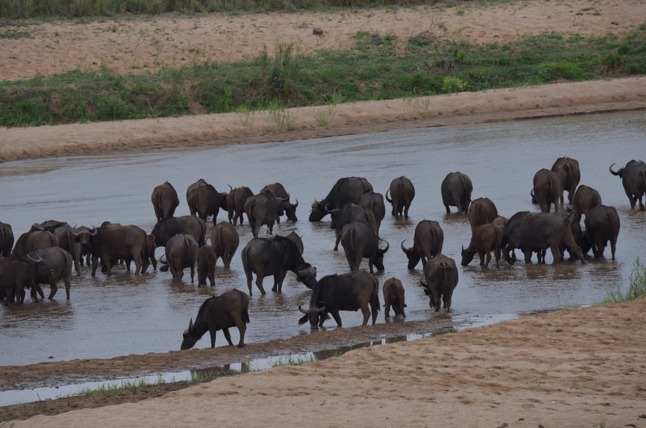 Hluhluwe Imfolozi  Safari Day Tour (7) 6