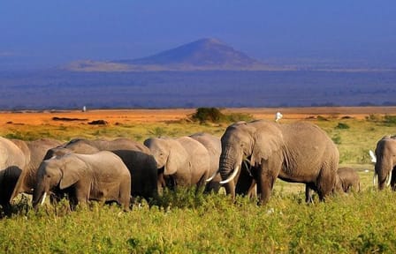 5-Day Safari Tour of Amboseli and Tsavo National Parks
