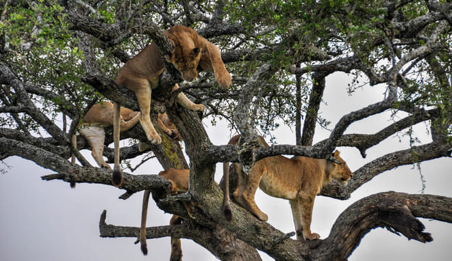 6Days Tanzania Tented Camping Safari : Serengeti, Lake Manyara,  Ngorongoro Crater &  Tarangire National Park 10