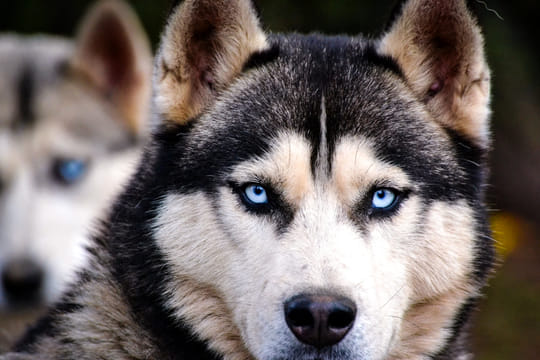 Reindeer & Husky Summer Experience