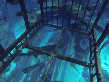 Shark Walking Experience in Dubai's Underwater World