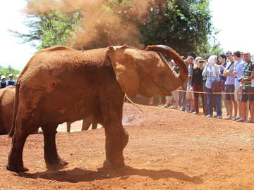 Nairobi Day Tour: Karen Blixen Museum, Elephant Orphanage & Giraffe Centre