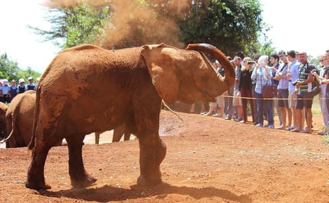 Nairobi Day Tour: Karen Blixen Museum, Elephant Orphanage & Giraffe Centre