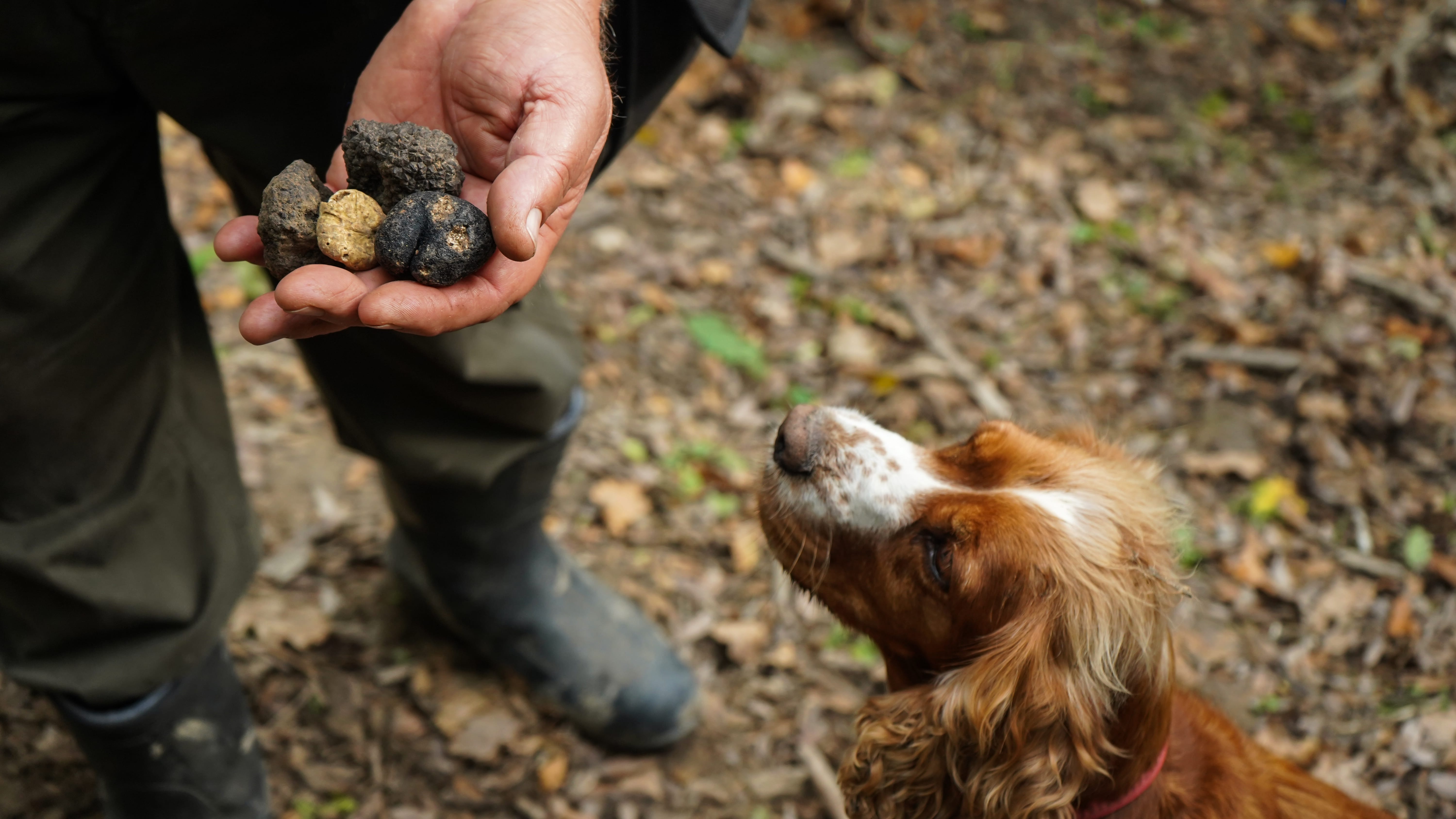 OT Truffle Hunting with Gourmet Truffle Lunch in a Winery of San Gimignano from Florence