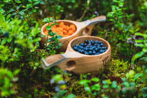 Lapland Berry Day Experience