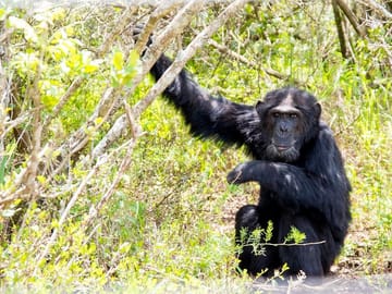 Chimpanzees at the conservancy