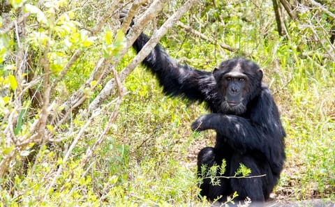2-Day Safari Experience at Ol Pejeta Conservancy, Kenya