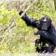Chimpanzees at the conservancy