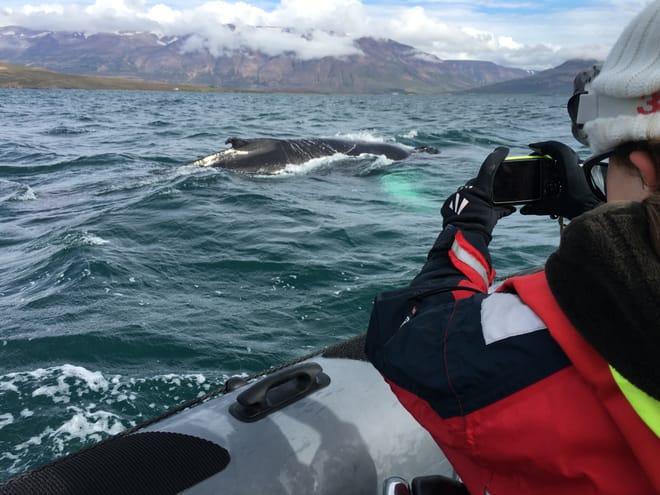 Express Whales, Eyjafjord & Akureyrivb  photo 6