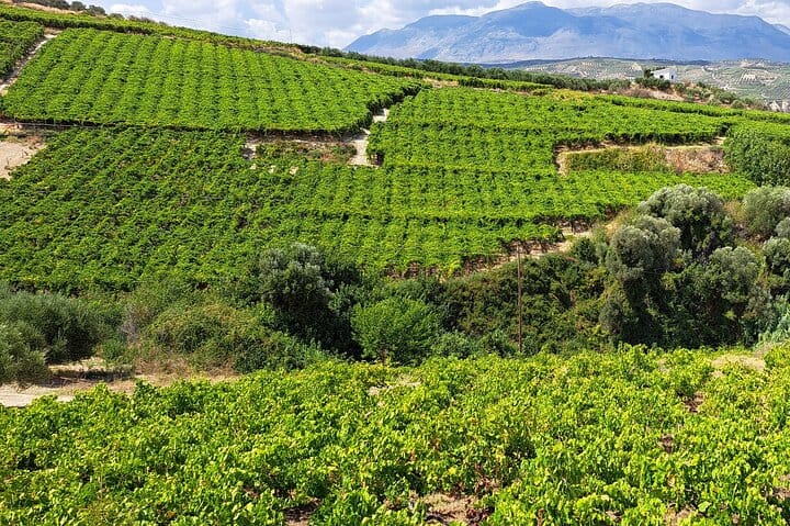  Wine Raki and Olive Oil tasting in Heraklion  7