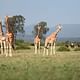Horse back safari at Aberdare Country Club