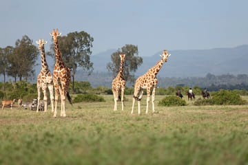 3-Day Aberdare National Park Safari from Nairobi