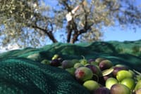 Visita l'azienda agricola Garra  degusta l'olio e i suoi prodotti 1