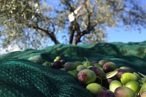 Visita l'azienda agricola Garra  degusta l'olio e i suoi prodotti