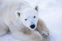 Rovaniemi 2 days of Adventures Package 2
