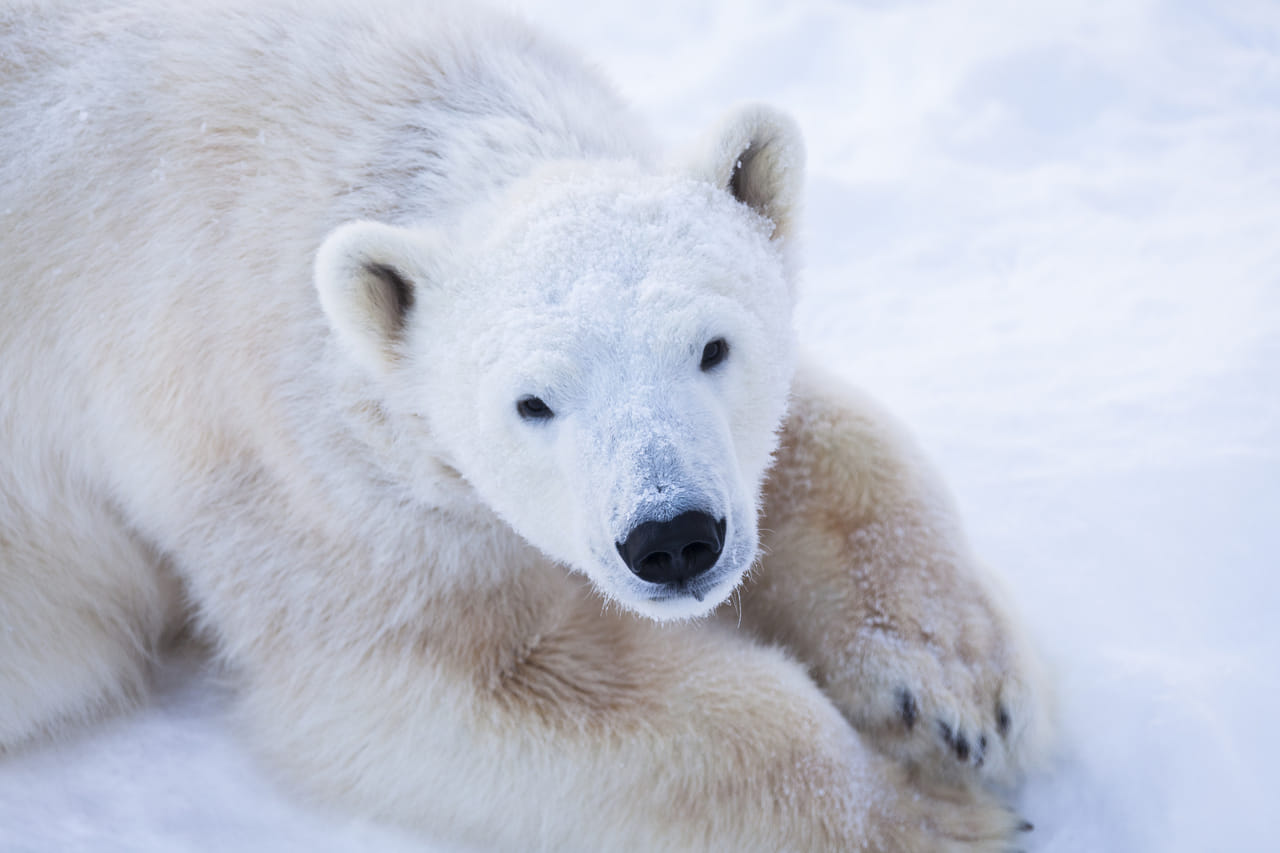 Rovaniemi 2 days of Adventures Package 2