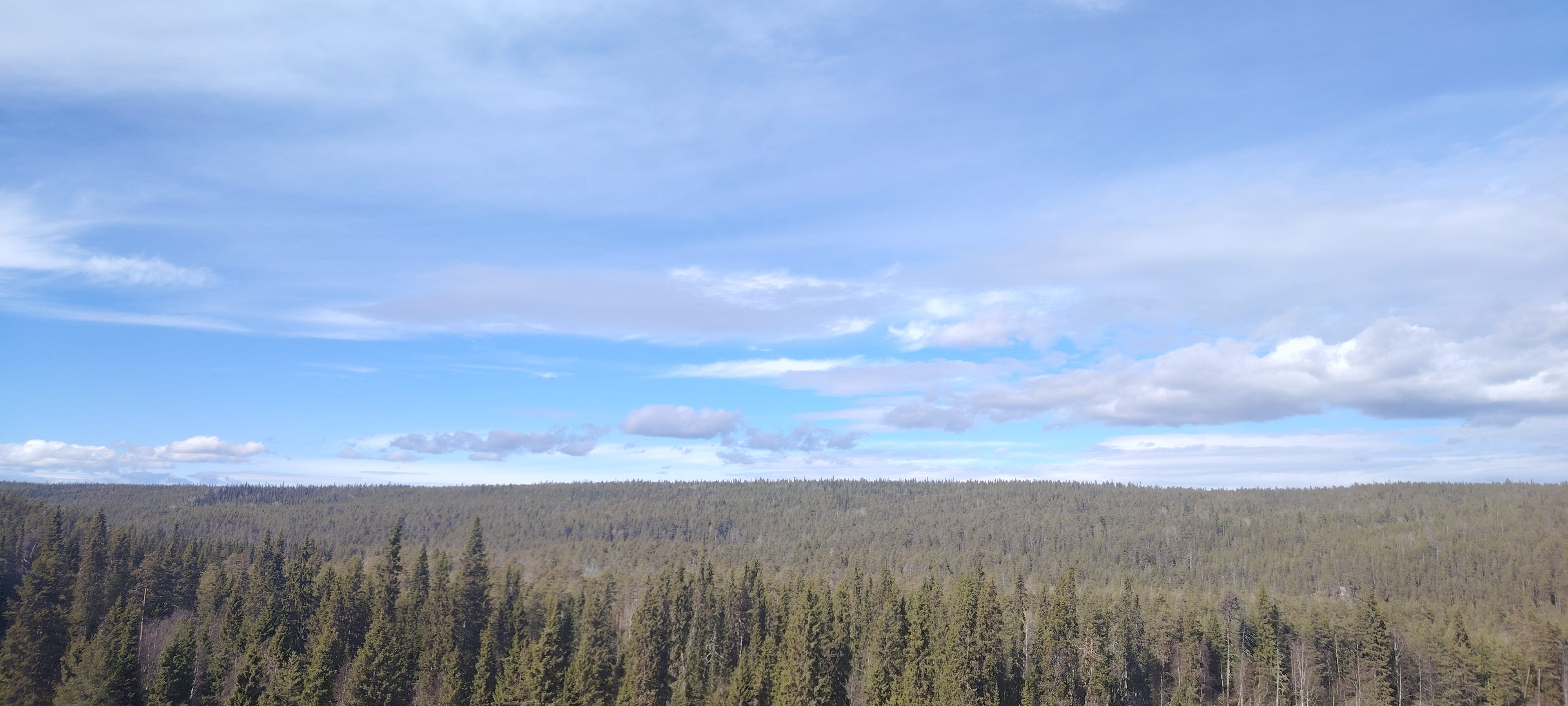 Forest as long as you can see