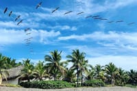 Day Tour Between Mangroves, Fishing & Black Sand Beach Activities + Lunch 1
