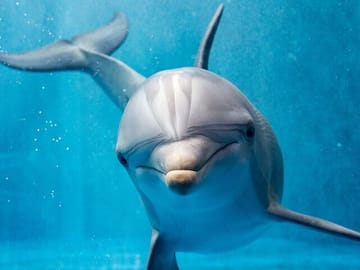 Snorkeling Adventure at Dolphin House in Hurghada, Egypt