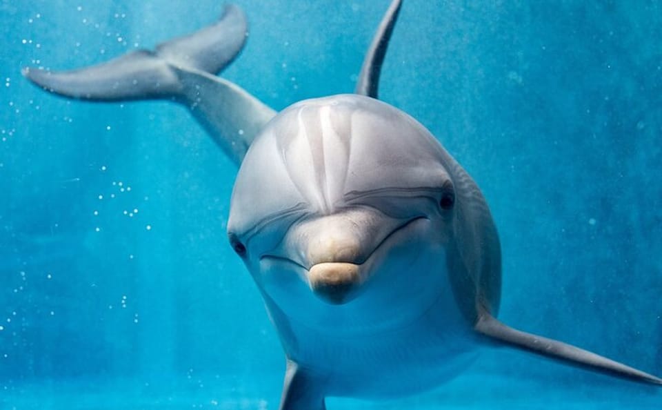 Snorkeling Adventure at Dolphin House in Hurghada, Egypt