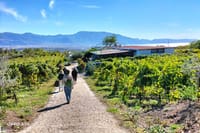 Naples Shore City Tour, Pompeii & Winery . 9