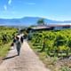 Vineyard