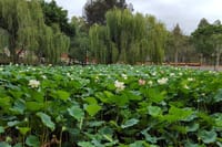 Lotus pond in Temple