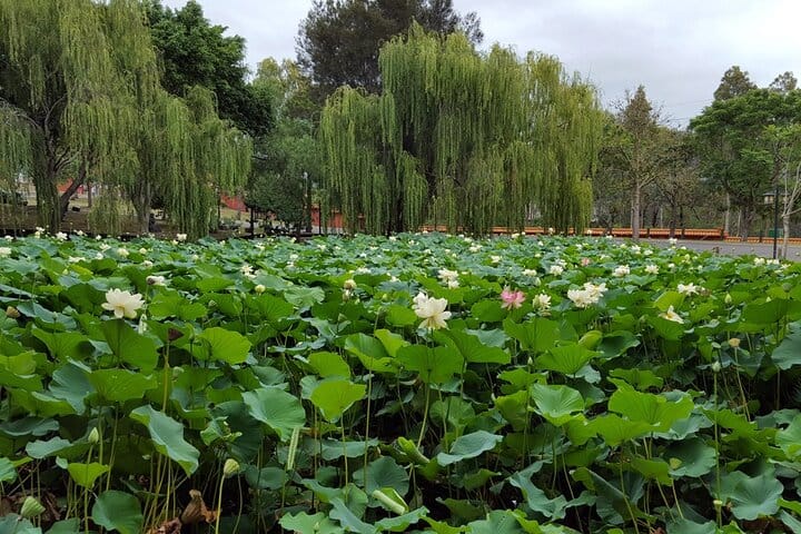 Lotus pond in Temple