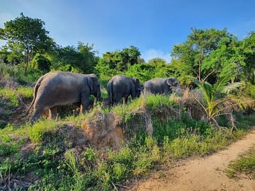 Living Green Elephant Sanctuary Experience near Bangkok & Pattaya