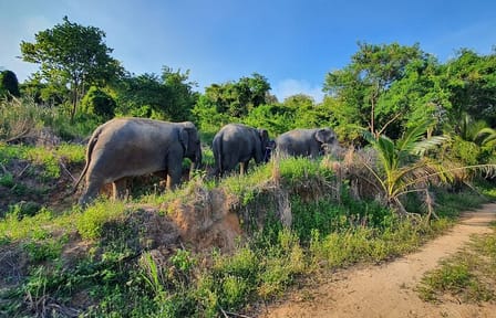 Living Green Elephant Sanctuary Experience near Bangkok & Pattaya