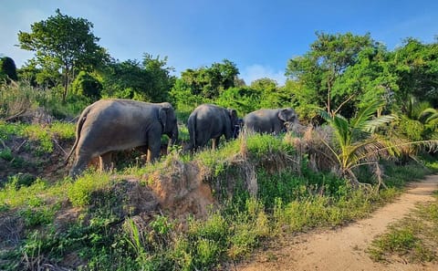 Living Green Elephant Sanctuary Full-Day Tour from Bangkok