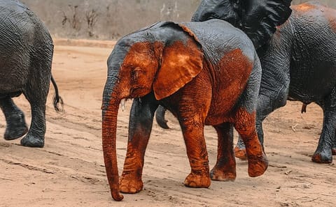 Nairobi Elephant Orphanage Tour: Nature and Photography Experience