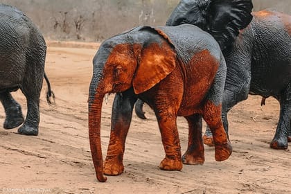 Visiting the Nairobi Elephant Orphanage Tours and Tickets
