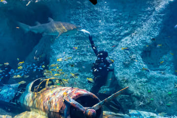 Explore Marine Life at The National Aquarium in Abu Dhabi